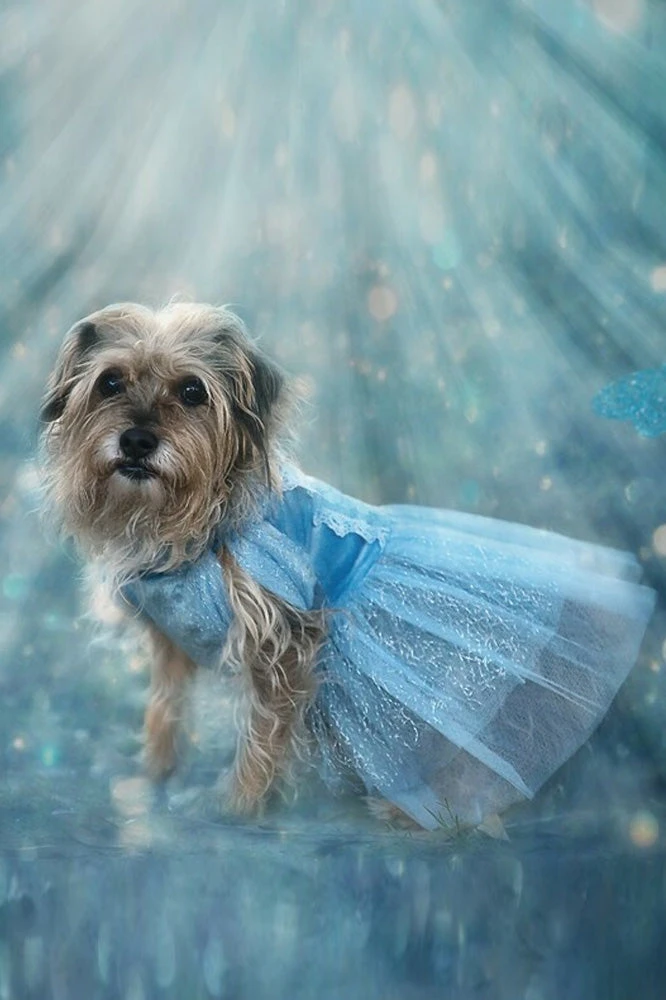 QUEEN OF THE KINGDOM FLUFFY DOG COSTUME 1 QUEEN OF THE KINGDOM FLUFFY DOG COSTUME