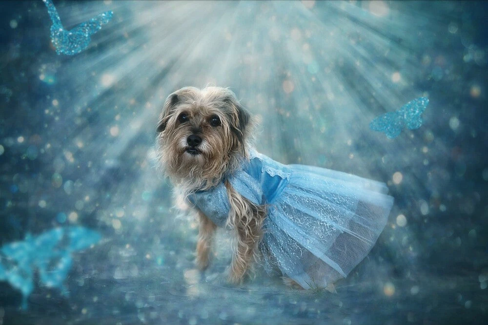 QUEEN OF THE KINGDOM FLUFFY DOG COSTUME 2 QUEEN OF THE KINGDOM FLUFFY DOG COSTUME - Image 2